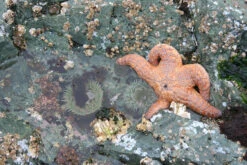 Escape To Clayoquot Sound | Finding Home In A Wild Place -WCK WaterSports Gear Clayoquot Dowd image05 860x1020 19636.1713646956
